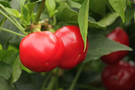 Calabrian piccante Calabrese Pepper Seeds 20 Seeds per Pack - Etsy