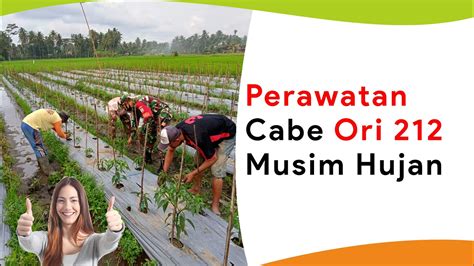 Perawatan Cabe Ori Fase Vegetatif Musim Hujan Youtube