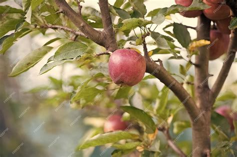 premium photo harvest  ripe apple garden  natural landscape apple