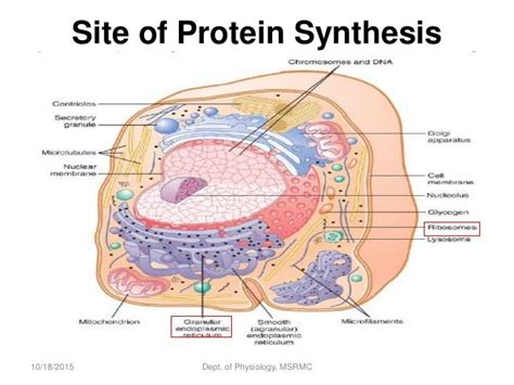 Protein synthesis in cell