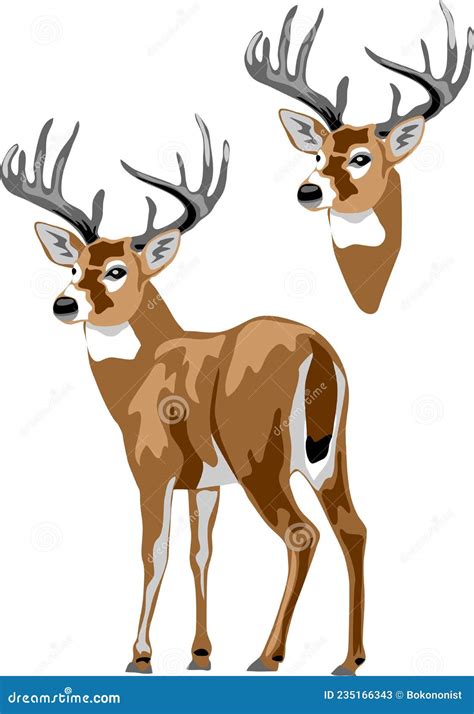 White Tailed Deer Vector Stock Vector Illustration Of Colour