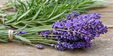 Benefits of Linalool Terpene - Ceutra Plant-Based Wellness