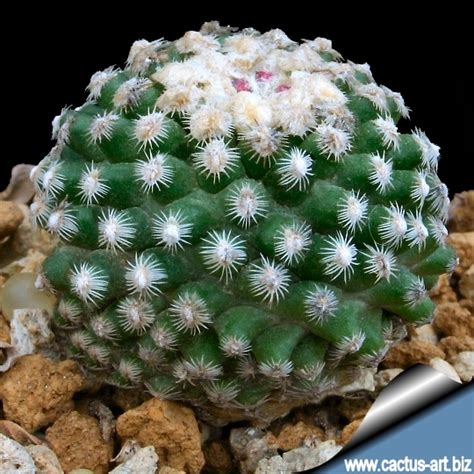 Pediocactus Knowltonii