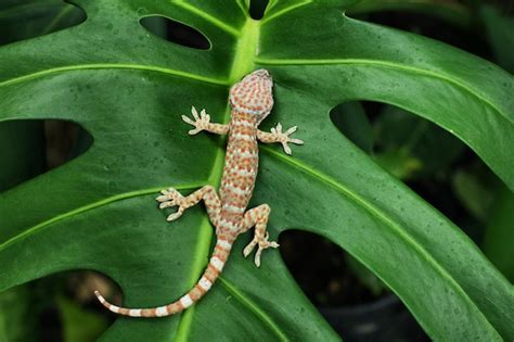 Premium Photo Gekko Is A Genus Of Southeast Asian Geckos Commonly