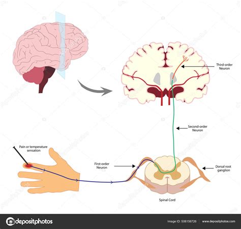 Pain Pathway Nociception Ascending Pathway Connect Periphery Brain Pain