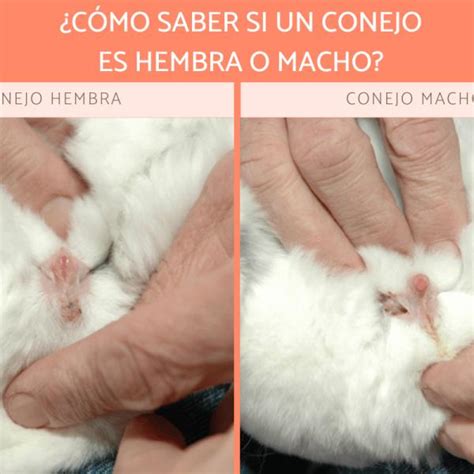 Sint Tico Foto Como Saber Si Mi Agapornis Es Macho O Hembra Actualizar