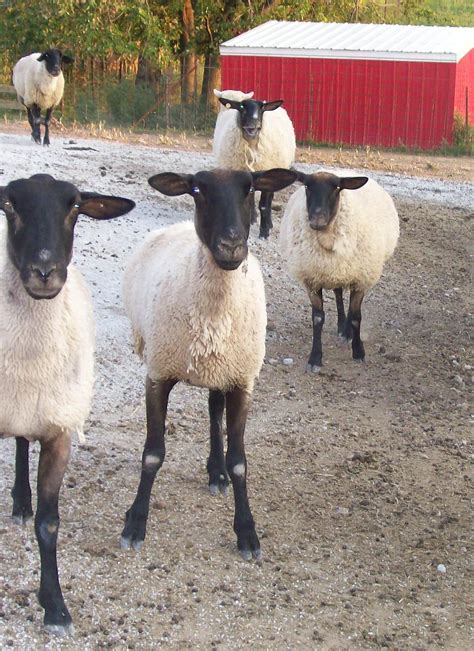 Goat kidding record keeping software – Artofit