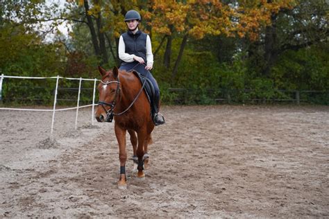 The Oldenburg Horse Breed Profile - Helpful Horse Hints