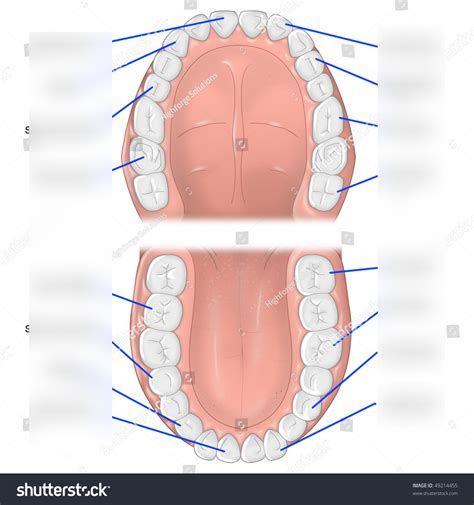 Teeth anatomy Diagram | Quizlet