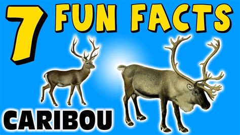 7 Fun Facts About Caribou Facts For Kids Reindeer Facts Snow