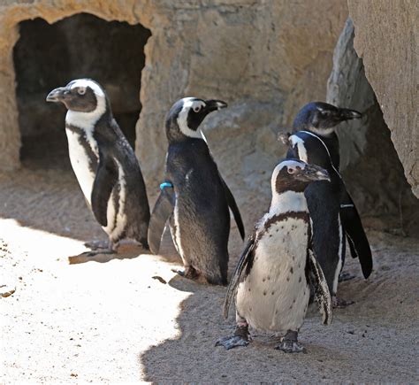 Pictures and information on African Penguin