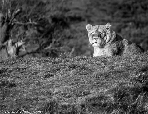 Wallpaper Landscape Forest Rock Grass Lion Wildlife Big Cats