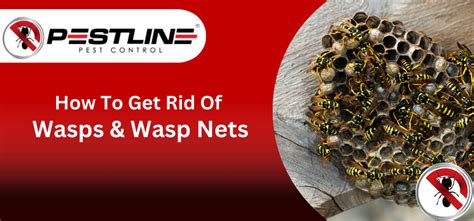 How To Get Rid Of Wasps Wasp Nets Pestline