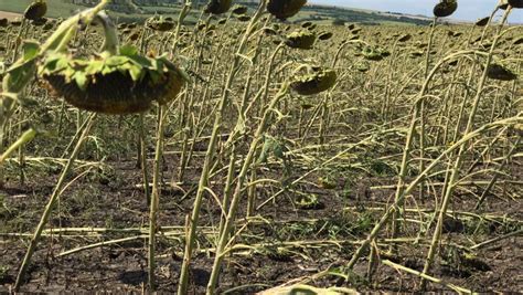 Peste De Agricultori Afecta I De Imperiile Din Au Depus Cereri