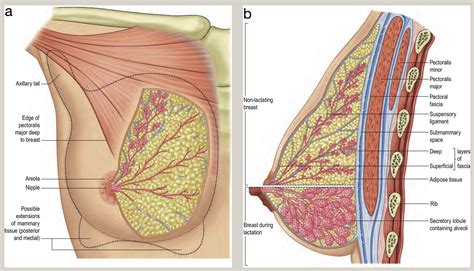 Anatomy And Physiology Of The Breast Surgery Oxford International