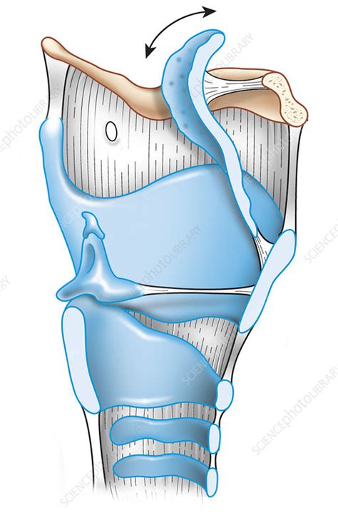 Larynx Anatomy Artwork Stock Image C Science Photo Library