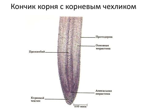 Органы растений: корень, стебель и лист - online presentation
