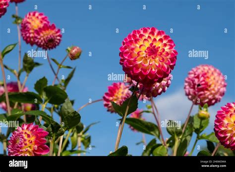 Dahlia Daydream Hi Res Stock Photography And Images Alamy