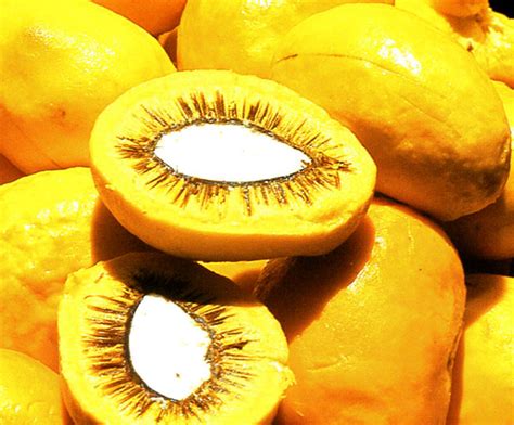 Fruta Com Espinho Dentro - Pequi: Origem, História e Curiosidades sobre essa Fruta Típica do ...