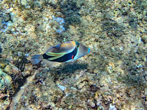 Where to Find the Best Snorkeling In Lahaina & West Maui: 2025 Guide!