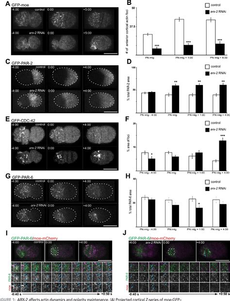 Figure 1 From Arp2 3 Mediates Early Endosome Dynamics Necessary For The