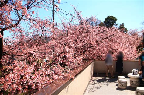 密蔵院（川口）安行桜が見ごろの時期のおすすめスポットを案内！ピンクのアーチに感動します。｜川口マガジン