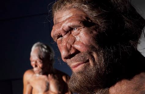 Neanderthal skull shape helped them adapt to cold, inhale oxygen ...