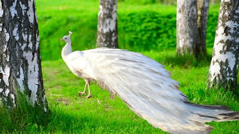 Most Beautiful Peacock Dancing In Rain Video Youtube