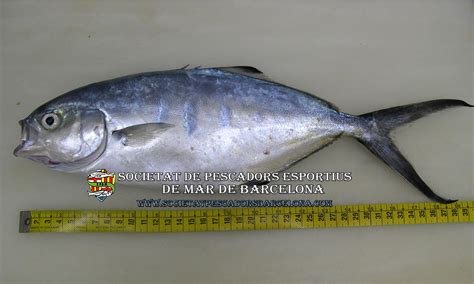 La Palometa Blanca O Palometa Trachinotus Ovatus Societat Pescadors