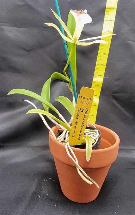 Brassavola Nodosa X Cattleya Small World Etsy