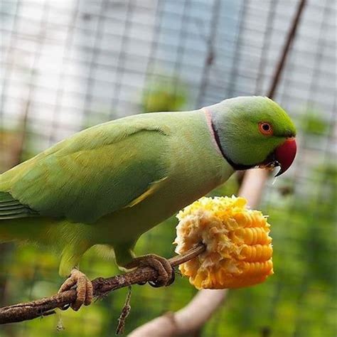 What do green parakeets eat? - DIY Seattle