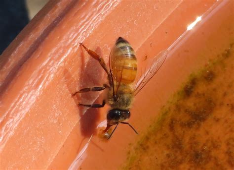 bee drinking fanatic cook