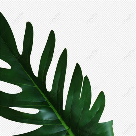 Aesthetic Leaf Elements Graphic Green Leaf Leaves Transparent Leaf