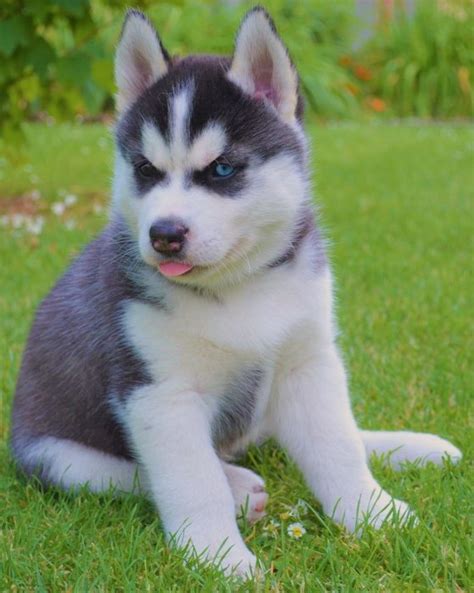 Sibiřský Husky s PP - Dolní Líštná (Frýdek - Místek), Prodám ...
