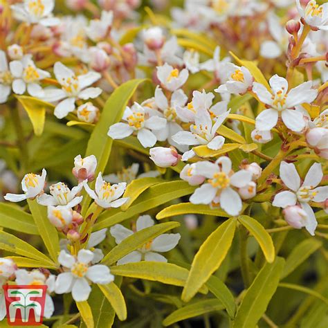 Choisya Ternata Goldfinger Mexican Orange Blossom Goldfinger In