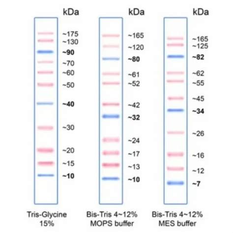 Dna Ladder Pink Plus Prestained Protein Marker Ul For Hopital