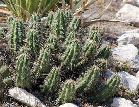 alicoche Cactáceas de Nuevo León México NaturaLista Mexico