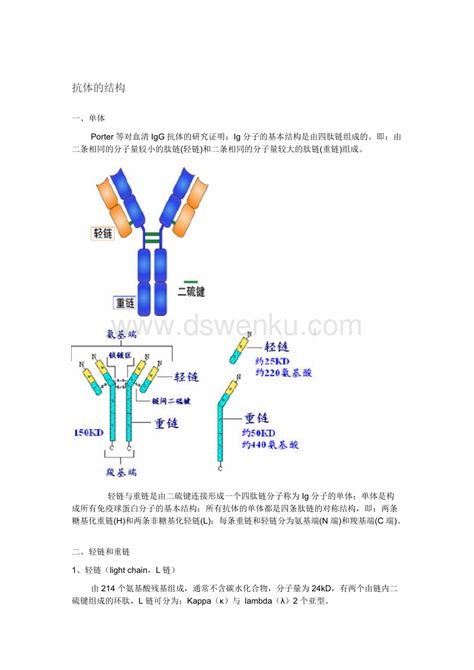 免疫球蛋白功能区图免疫球蛋白结构示意图 伤感说说吧