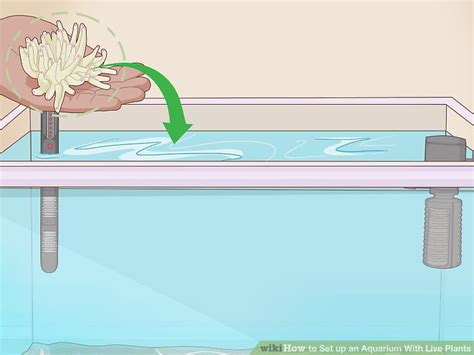 How to Set up an Aquarium With Live Plants: 14 Steps