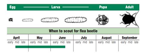 Flea Beetles Life Cycle