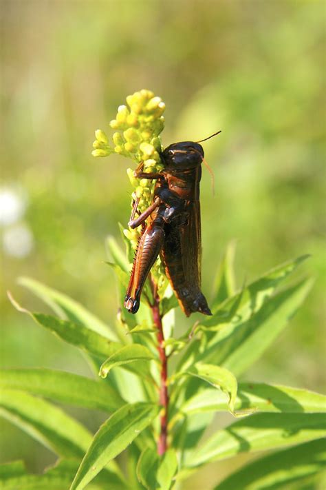 Entomophaga Grylli Infected Grasshopper Grasshopper Clings… Flickr