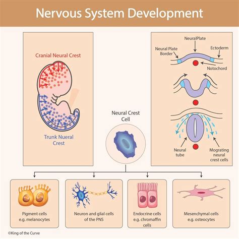 Developmental Aspects Of The Nervous System