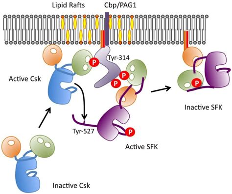 Regulation Of Csk Via Cbp In Lipid Rafts A Schematic Model Of The