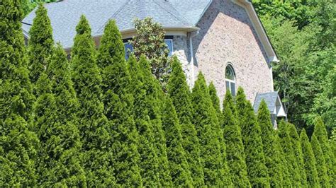 Best Evergreen Trees for Privacy - Forestry.com