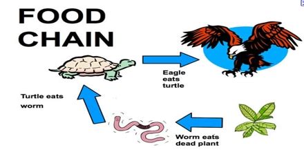physiology - Can assimilated energy be simply lost from a trophic level ...