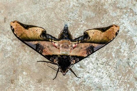 Death Moth Stock Photos, Images and Backgrounds for Free Download