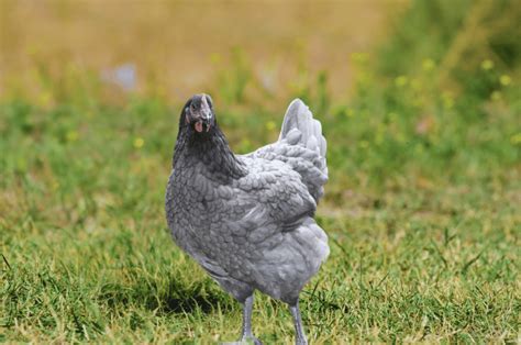 Blue Star Chicken: Complete Breed Profile