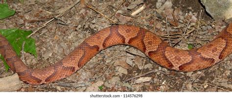 Beautiful Patterns Along Side Copperhead Snake Stock Photo 114576298 | Shutterstock