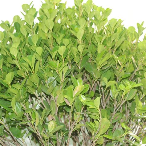 ficus panda ficus retusa plant plantsworldae