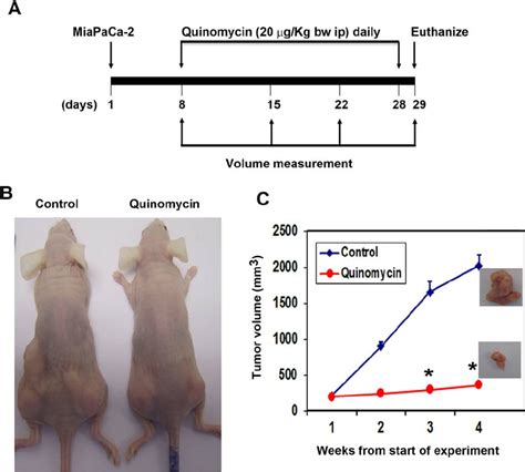 Quinomycin Inhibits Pancreatic Cancer Xenografts A Miapaca 2 Cells